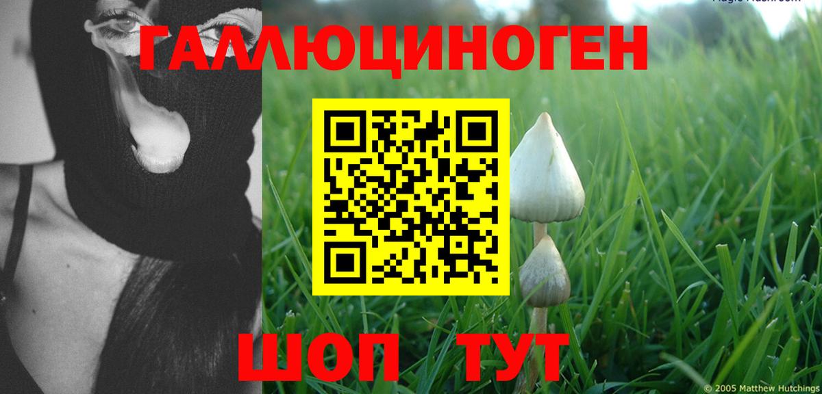 Галлюциногенные грибы Psilocybe Новочеркасск
